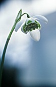 GALANTHUS DESDEMONA, SNOWDROP