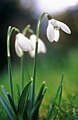 GALANTHUS NIVALIS, SNOWDROP