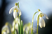 GALANTHUS, SNOWDROP