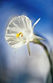 NARCISSUS BULBICODIUM, DAFFODIL - PETTICOAT DAFFODIL