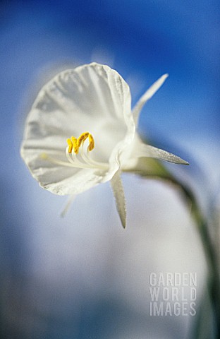 NARCISSUS_BULBICODIUM_DAFFODIL__PETTICOAT_DAFFODIL