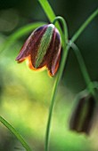 FRITILLARIA MESSANENSIS, FRITILLARY