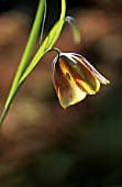 FRITILLARIA LUSITANICA, FRITILLARY