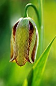 FRITILLARIA LUSITANICA, FRITILLARY