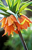 FRITILLARIA IMPERIALIS ‘THE PREMIER’, FRITILLARY - CROWN IMPERIAL FRITILLARY