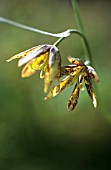 FRITILLARIA AFFINIS X RECURUA, FRITILLARY