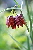 FRITILLARIA MELEAGRIS ‘SATURNUS’, FRITILLARY