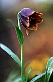 FRITILLARIA DAVISII, FRITILLARY