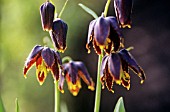 FRITILLARIA AFFINIS ‘TRISTULIS’, FRITILLARY