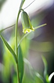 FRITILLARIA ALFREDAE, FRITILLARY