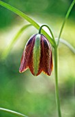 FRITILLARIA ALFREDAE, FRITILLARY