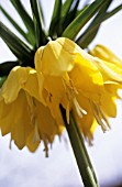 FRITILLARIA IMPERIALIS LUTEA, FRITILLARY - CROWN IMPERIAL FRITILLARY