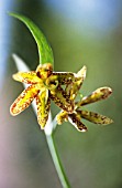 FRITILLARIA AFFINIS X RECURUA, FRITILLARY