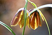 FRITILLARIA LUSITANICA, FRITILLARY