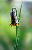 FRITILLARIA LATAKIENSIS, FRITILLARY