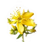 HYPERICUM PERFORATUM, ST JOHNS WORT