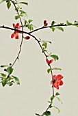 CHAENOMELES JAPONICA, QUINCE