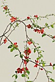 CHAENOMELES JAPONICA, QUINCE