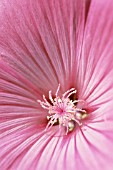 LAVATERA TRIMESTRIS SILVER CUP, MALLOW