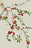 CHAENOMELES JAPONICA, QUINCE