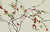 CHAENOMELES JAPONICA, QUINCE