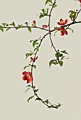 CHAENOMELES JAPONICA, QUINCE