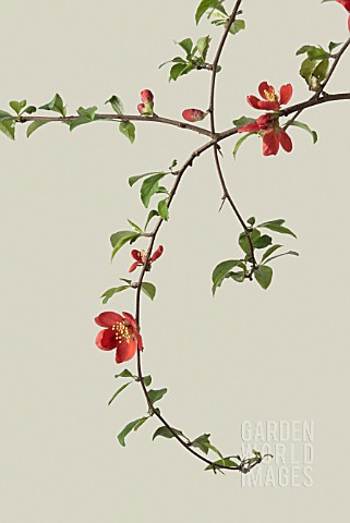 CHAENOMELES_JAPONICA_QUINCE