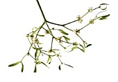 VISCUM ALBUM, MISTLETOE