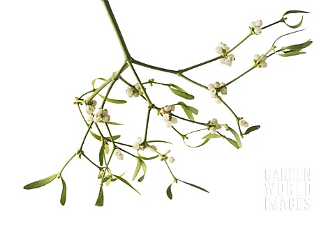 VISCUM_ALBUM_MISTLETOE