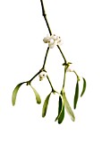 VISCUM ALBUM, MISTLETOE