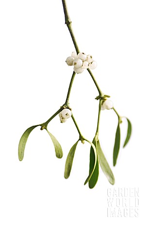 VISCUM_ALBUM_MISTLETOE