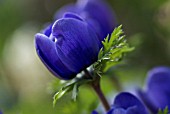 ANEMONE CORONARIA, ANEMONE