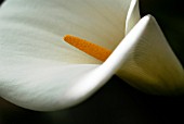 ZANTEDESCHIA, LILY - ARUM LILY, CALLA LILY