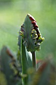 TULIPA, TULIP - PARROT TULIP