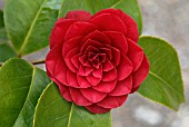 CAMELLIA, CAMELLIA