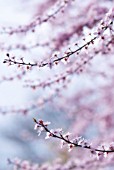 PRUNUS DULCIS, ALMOND