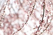 PRUNUS DULCIS, ALMOND