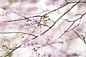 PRUNUS DULCIS, ALMOND