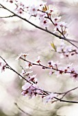 PRUNUS DULCIS, ALMOND