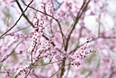 PRUNUS DULCIS, ALMOND