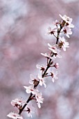 PRUNUS DULCIS, ALMOND