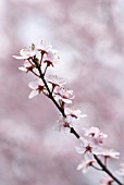 PRUNUS DULCIS, ALMOND