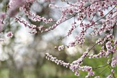 PRUNUS DULCIS, ALMOND