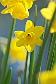 NARCISSUS TETE-A-TETE, DAFFODIL