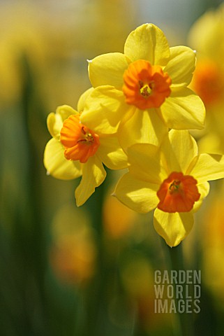 NARCISSUS_DAFFODIL