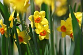 NARCISSUS, DAFFODIL