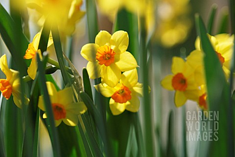 NARCISSUS_DAFFODIL