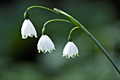 LEUCOJUM AESTIVUM, SNOWFLAKE - SUMMER