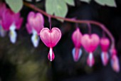 DICENTRA, BLEEDING HEART