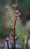 YOUNG RED FERN FROND